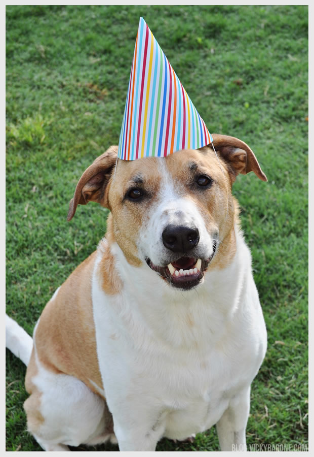 Dog Birthday "Pup" Cakes | Vicky Barone